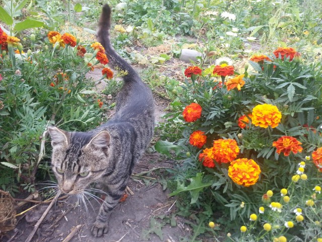 Котовторник на 24.09.2013г