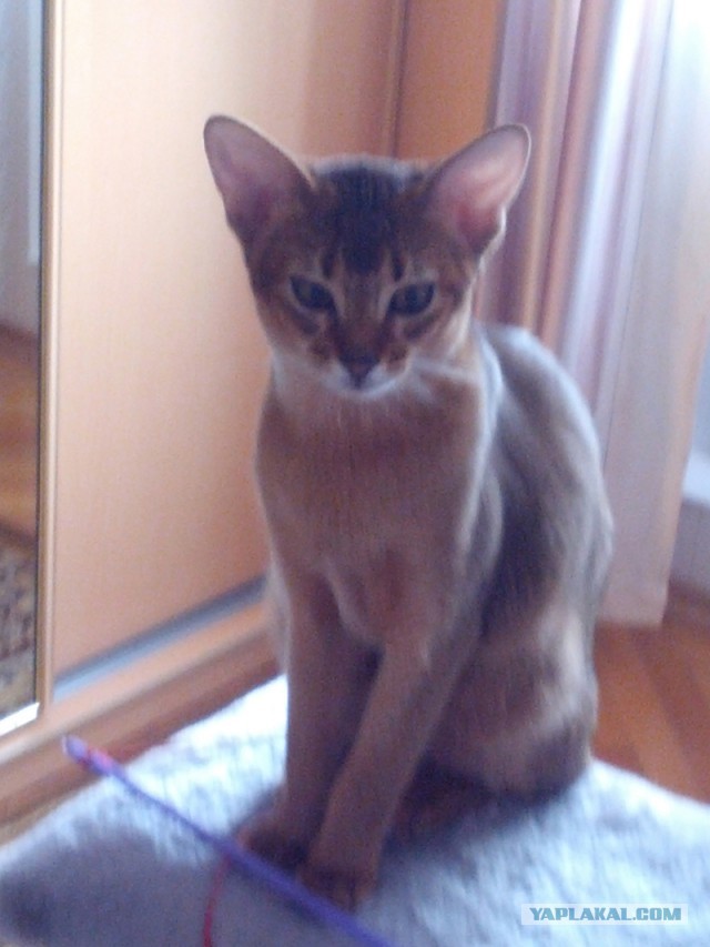 Котовторник 22.10.2013