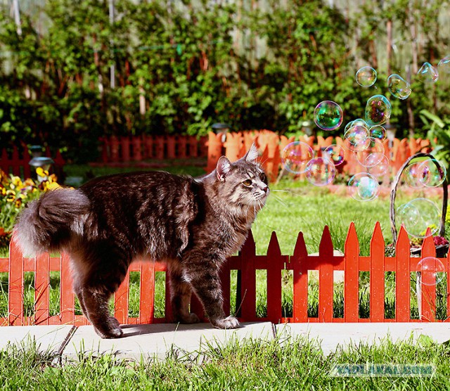 Котовторник  05.11.2013