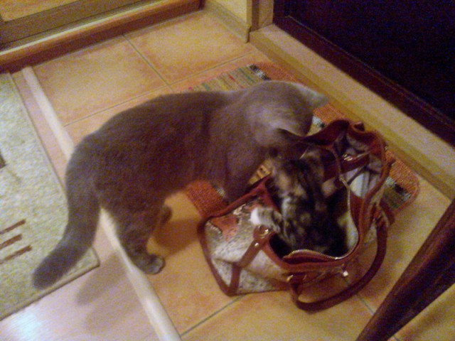 Котовторник   17.12.2013