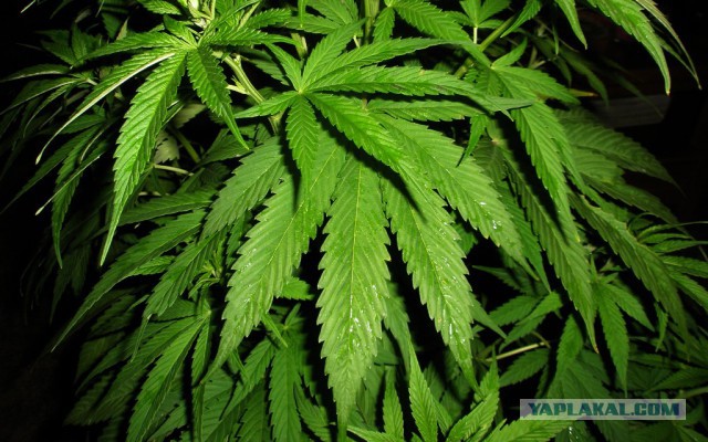 Разгадка соседской тайны