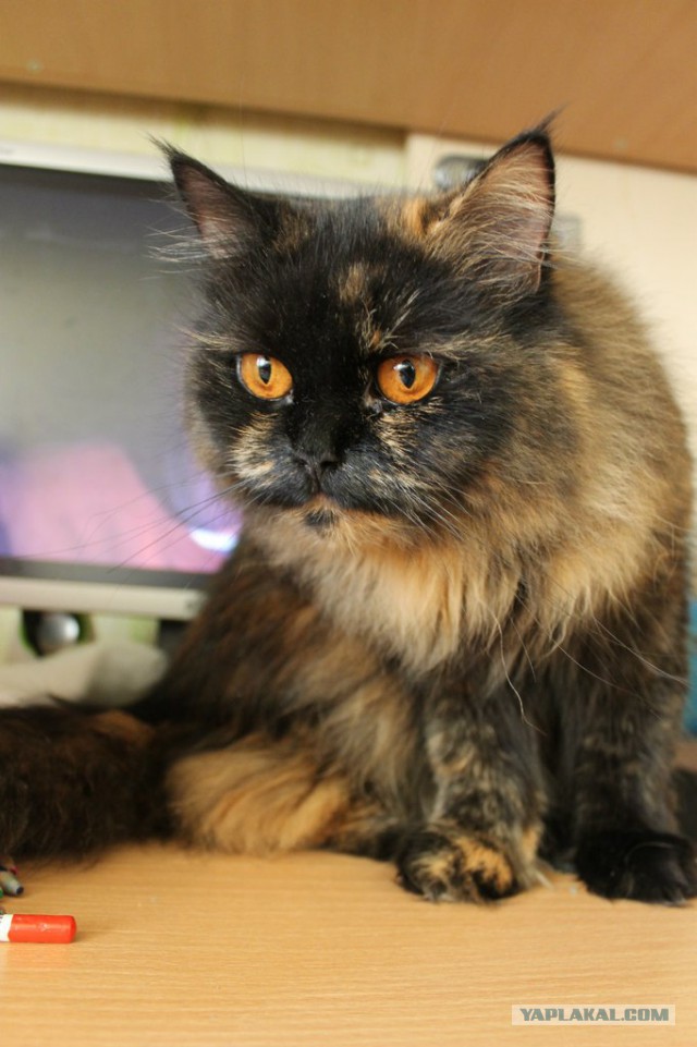 Котовторник 04.03.2014