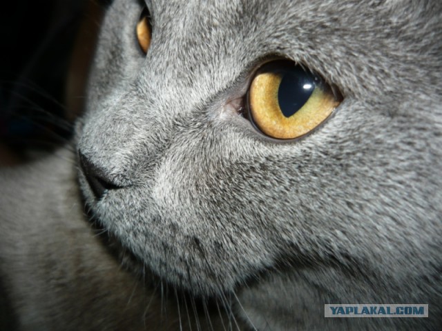 Котовторник 18.03.2014