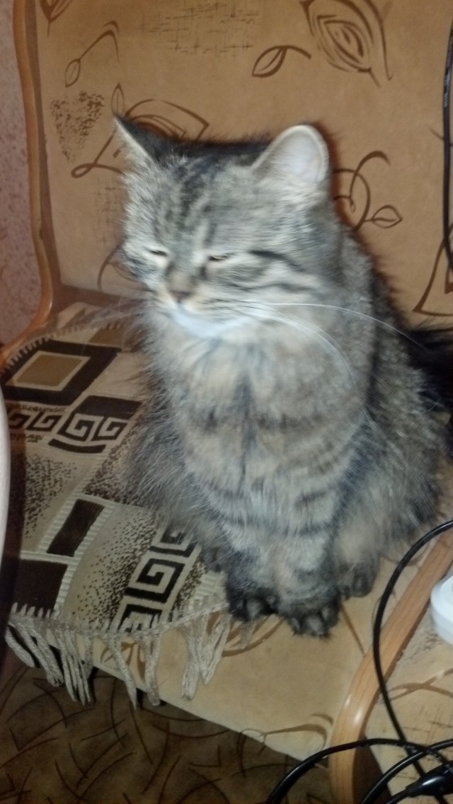 Котовторник  25.03.2014