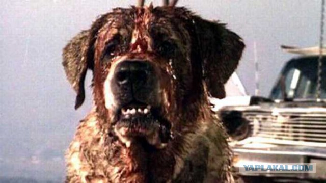 Я и мой пёс Макс