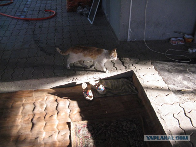 Котовторник 20.05.2014