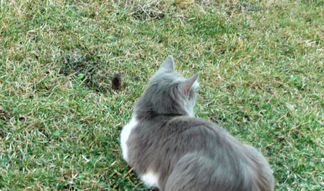 Кошки-мышки или шанс на жизнь