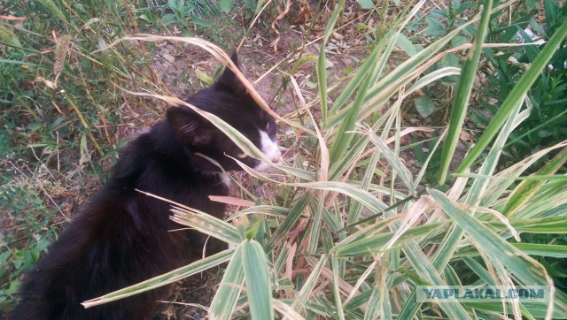 Котовторник 12.08.2014