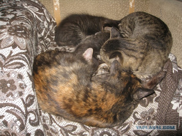 Котовторник 21.10.2014