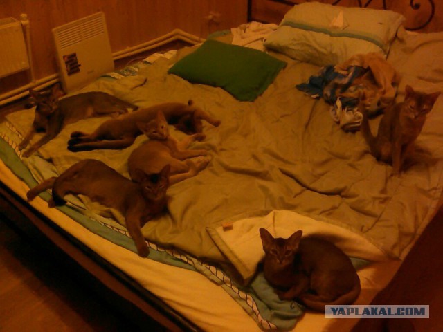 Котовторник 9.12.2014