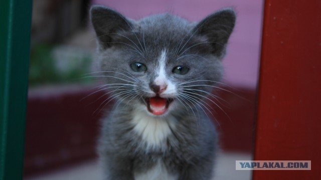 Котовторник 16.12.2014
