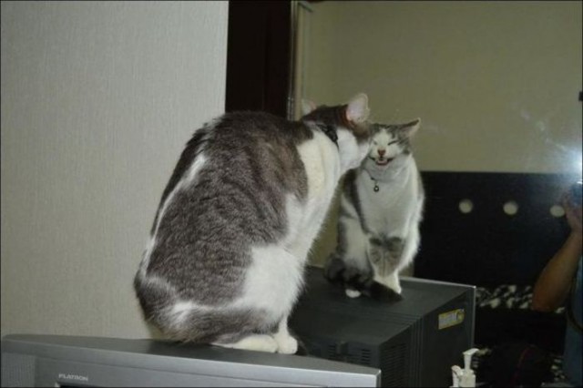 Коты, как многогранные личности