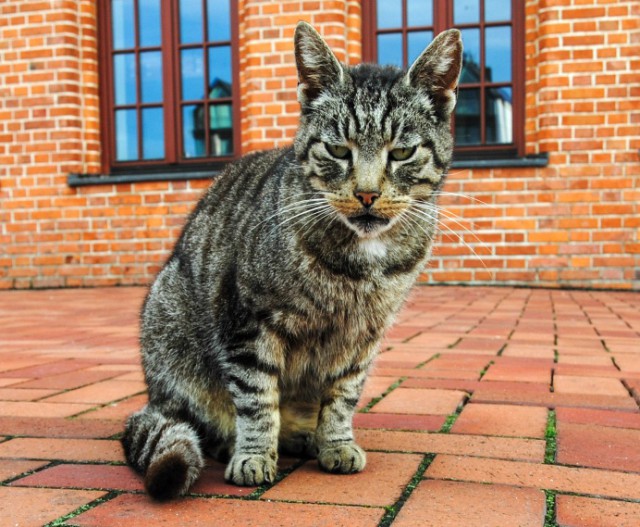 16+Просто шок, кот с ножом