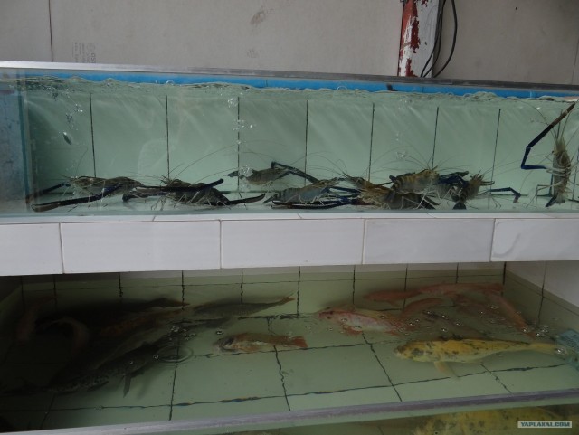 Руководство по морепродуктам