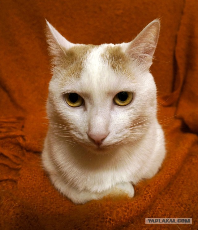 Котовторник 07 04 2015