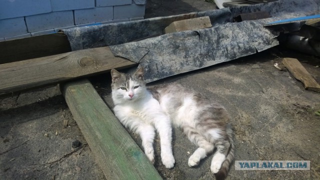 Котовторник 09.06.2015