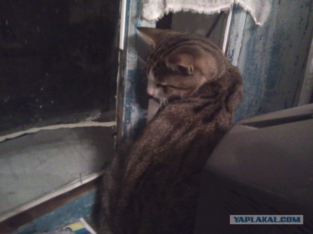 Котовторник 15-09-2015 !