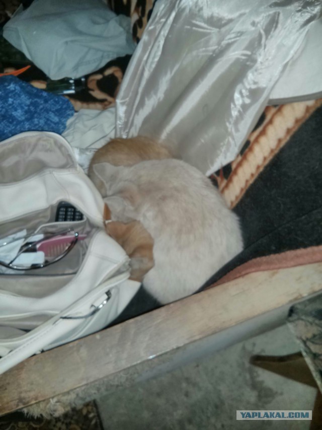 Котовторник 06.10.2015