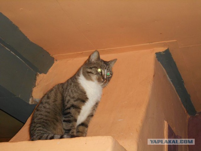 Жизнь домашнего приюта для котеек 95