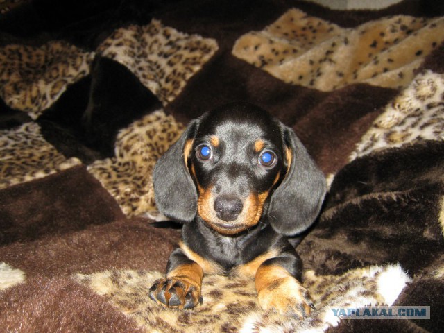 Собаки-хоккеисты