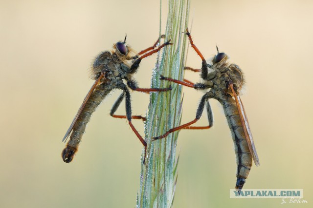 Эти глаза напротив. Калейдоскоп.