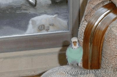 Барсик и Кеша (жесть)