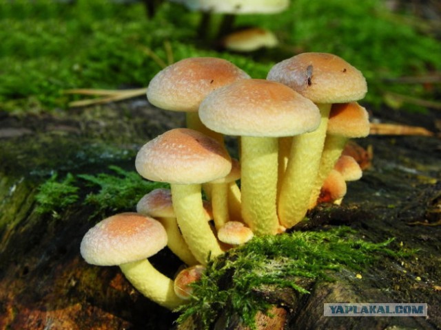 Самые ядовитые грибы в мире