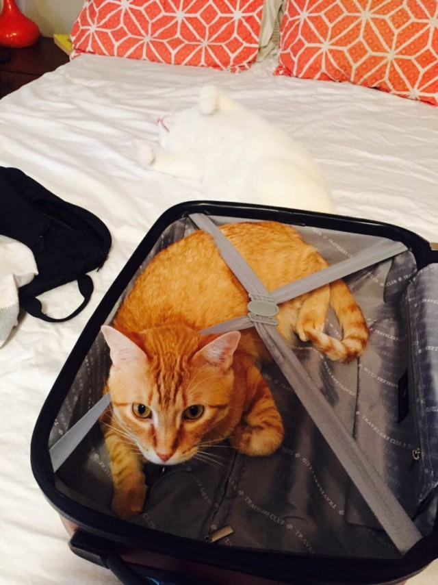 Ага, снова эти картинки и гифки