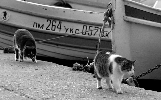 Крымские коты.