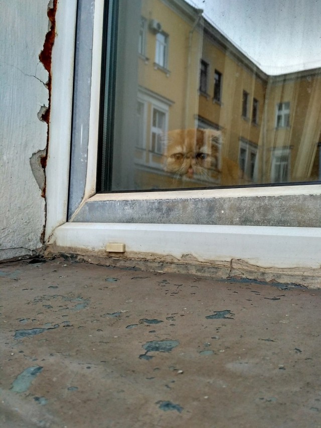 Котовторник 15.11.2016