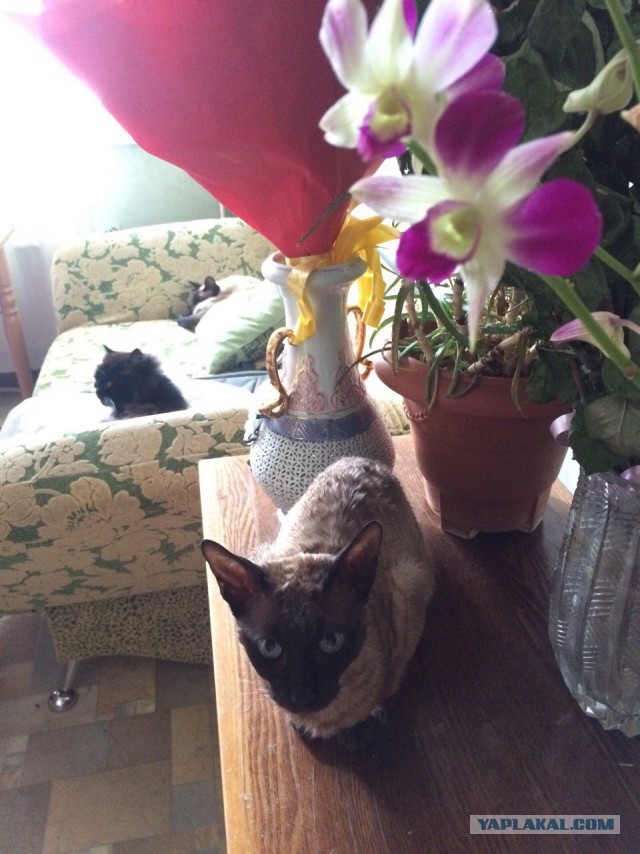 Котовторник 15.11.2016