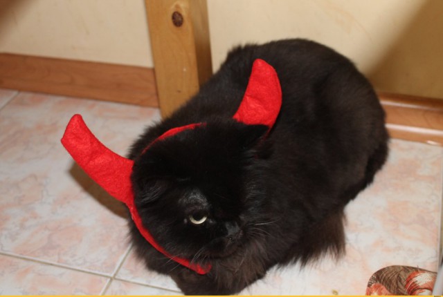 Коты из сети