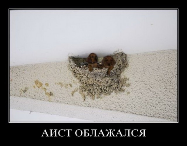 Картинки в черной рамке