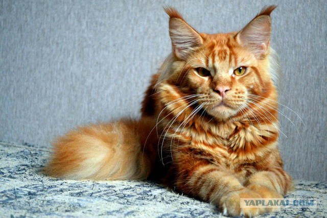 Джокер и его семья