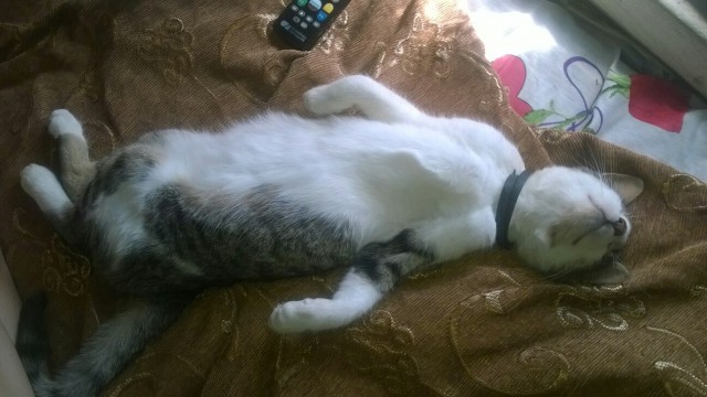 Коты и Кошки