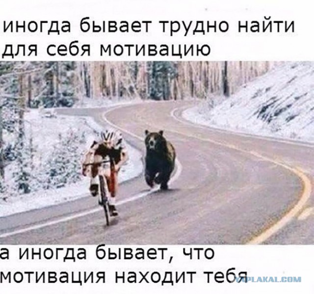 Велосипедист снял на видео медведя, погнавшегося за его товарищем