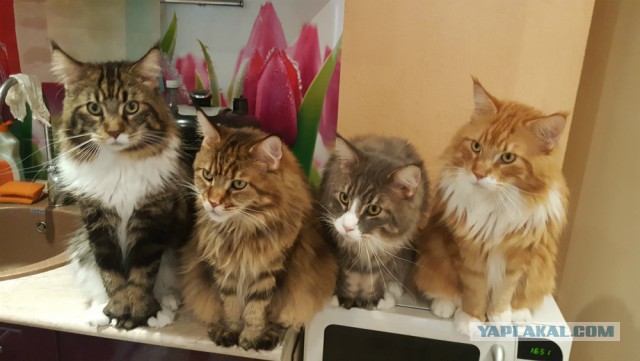 Мы не рабы! Рабы не мы! (котовторнику посвящается)