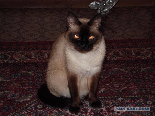 Котовторник 16.01.2018