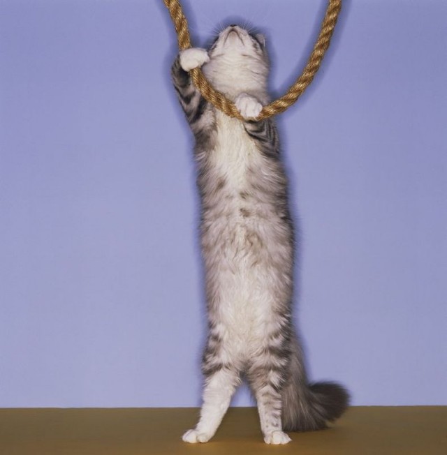 УРРААА ! Котовторник на ЯПлакалъ !
