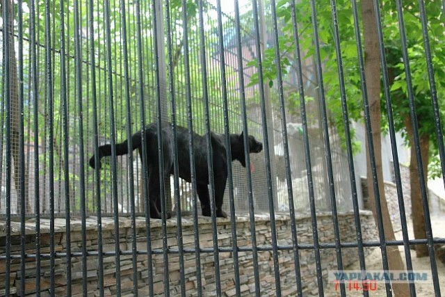 Новосибирский Зоопарк