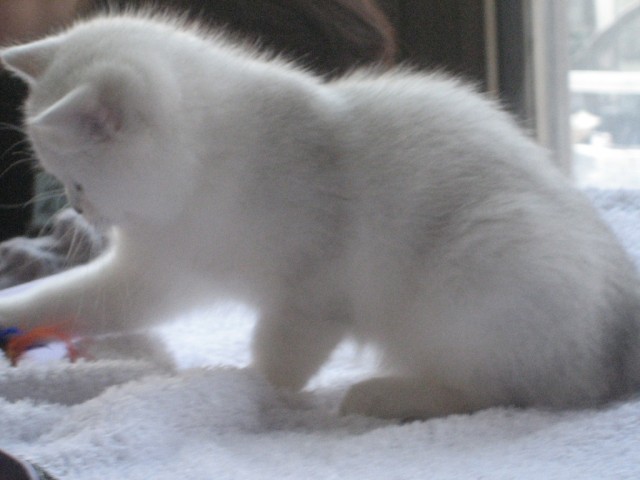 Котовторник 1.02.2011