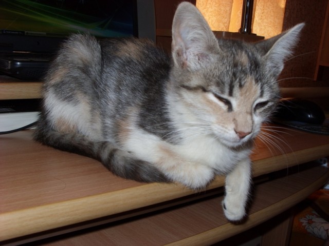 Котовторник с Кузей