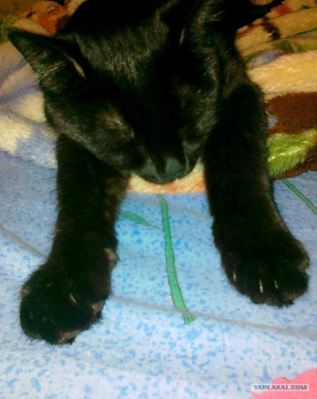 Котовторник 1.11.11