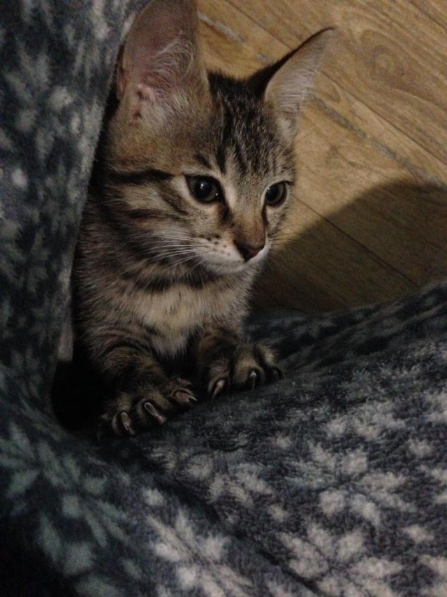 Прикольных котов пост