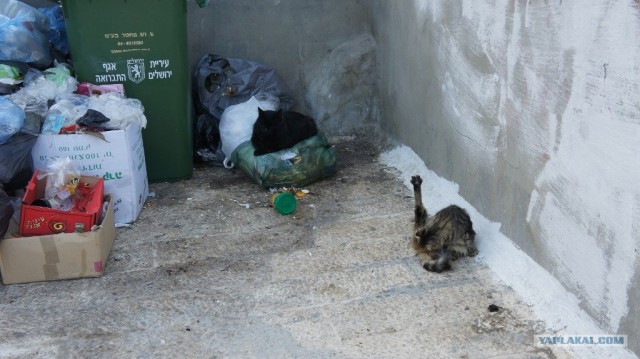 Котовторник  17.07.2012