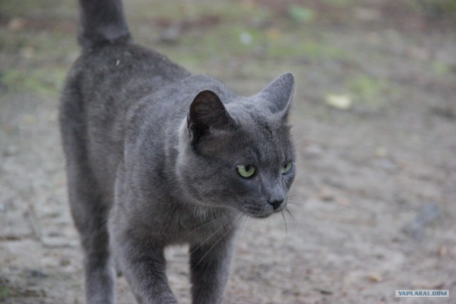 Котовторник 29.01.2013