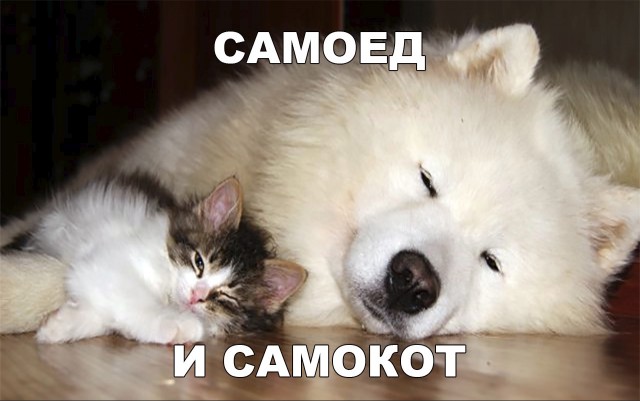 Живность из сети