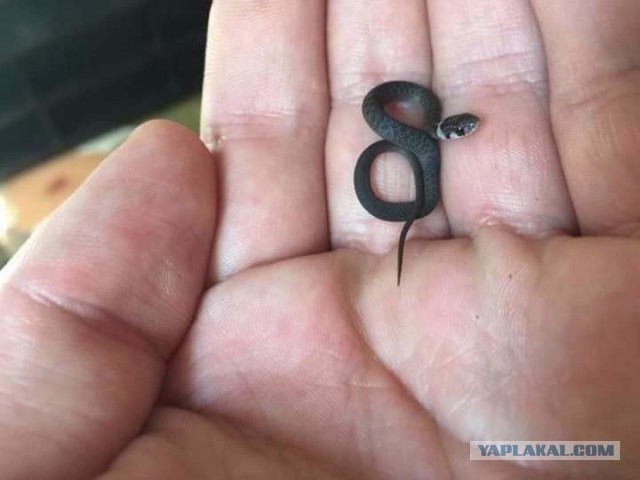 Народная мудрость о споре с женщинами