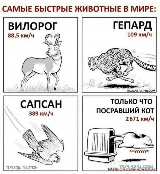 Про го*но