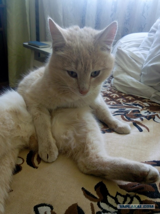 Давайте по котикам, которые с нами на самоизоляции